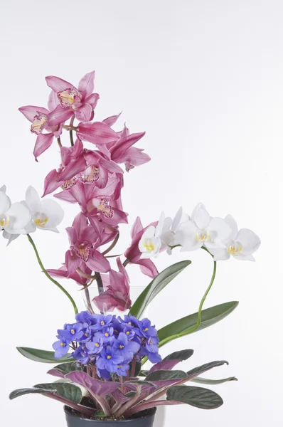 Bellissimi fiori in vaso su sfondo bianco — Foto Stock
