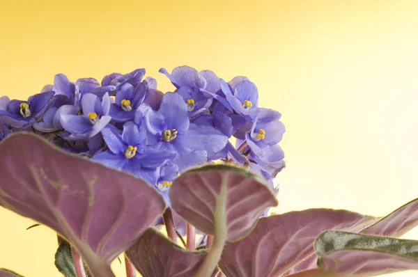 紫中提琴鲜花 — 图库照片