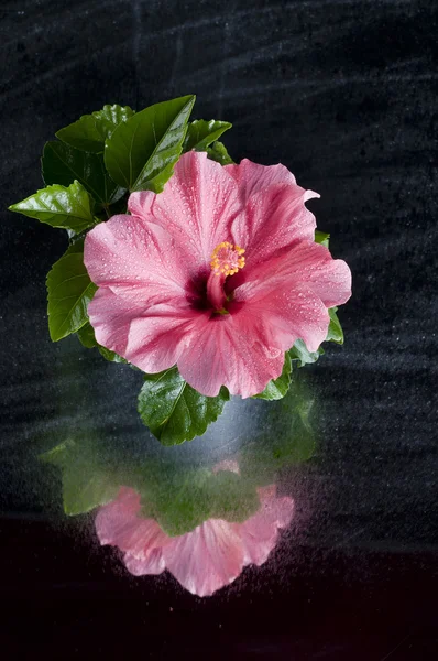 Güzel pembe hibiscus çiçek üzerinde siyah — Stok fotoğraf