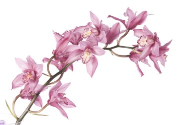 Beautiful pink orchid clipart