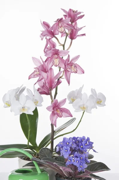 Schöne Blumen in Töpfen auf weißem Hintergrund — Stockfoto