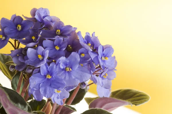 バイオレットのビオラの花 — ストック写真
