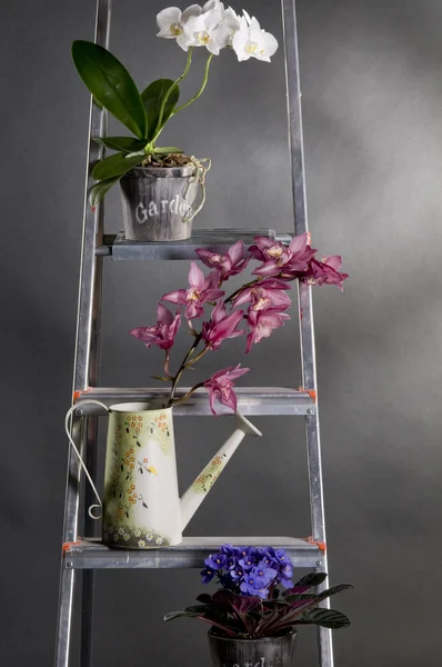 Schöne Gartenblumen auf metallener Leiter — Stockfoto