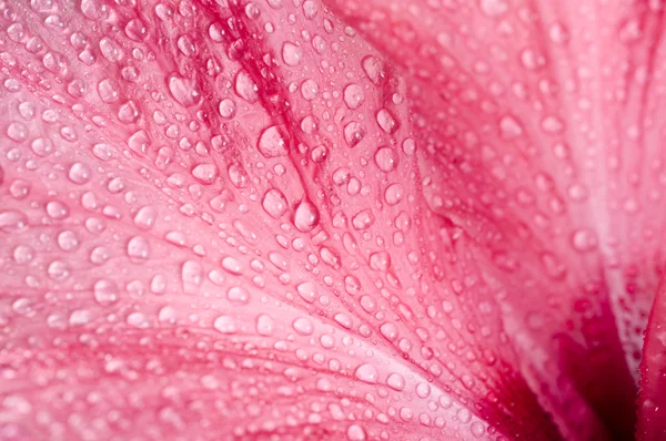 抽象粉红色的花花瓣背景 — 图库照片