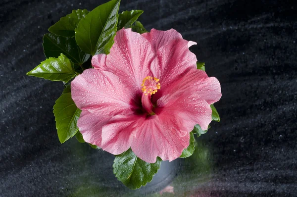 Bela flor de hibisco rosa sobre preto — Fotografia de Stock