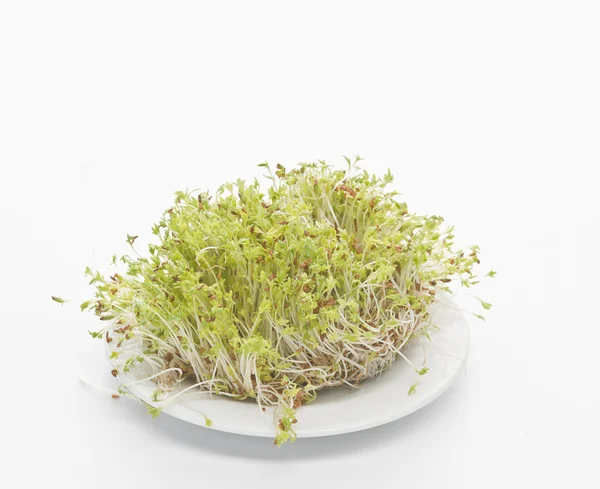 Germinated seeds of cress — Stock Photo, Image
