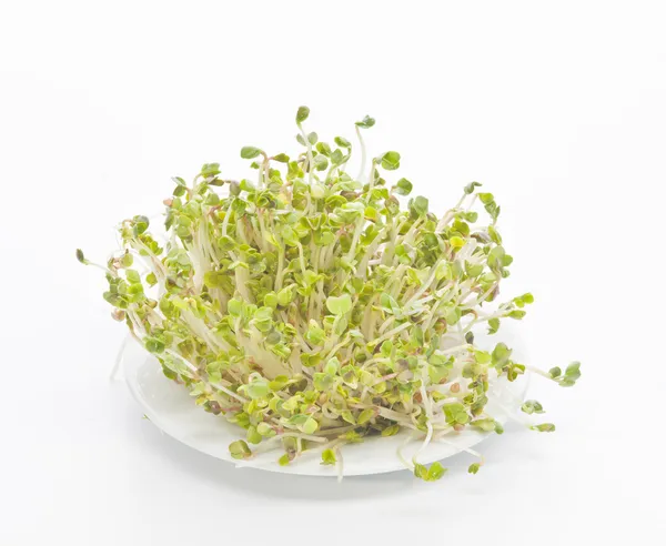 Germinated seeds of radish — Stock Photo, Image