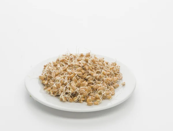 밀 세균된 씨앗 — 스톡 사진