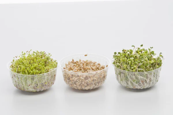 Semi germinati di crescione, ravanello, frumento — Foto Stock