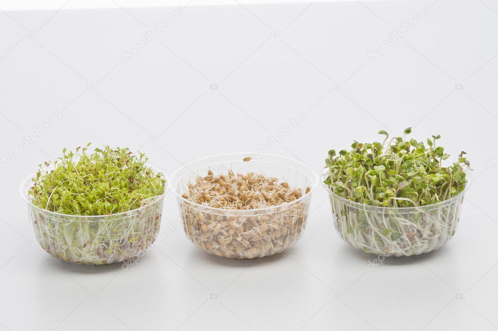 Germinated seeds of cress, radish, wheat