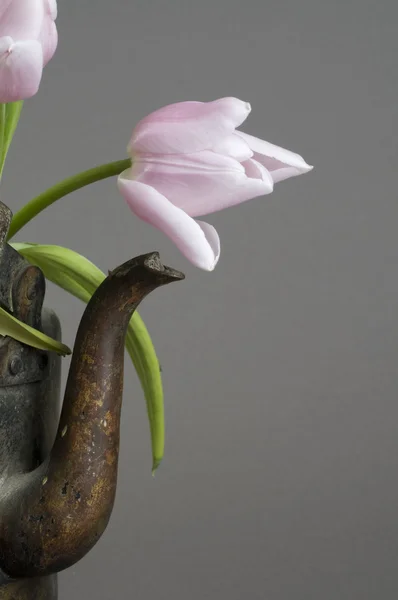 Sekumpulan tulip merah muda dalam ketel tua — Stok Foto
