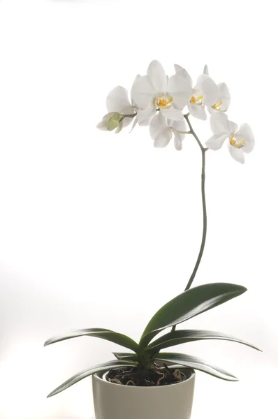 Красивая орхидея — стоковое фото