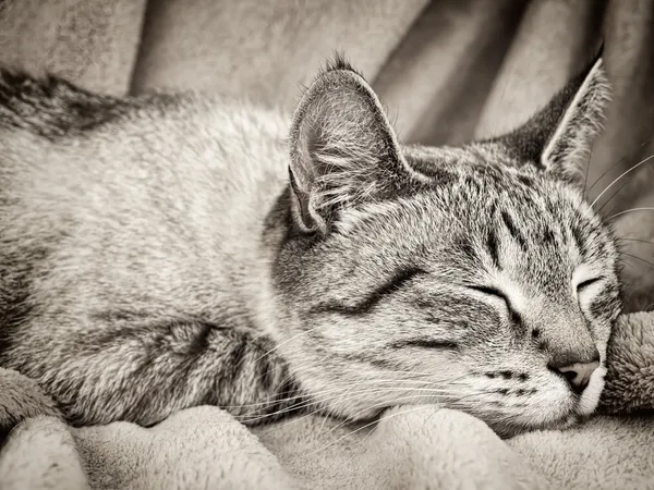 Slapende kat — Stockfoto