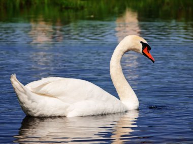 Swan at lake clipart