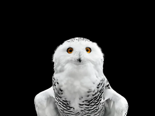 Снежная сова — стоковое фото