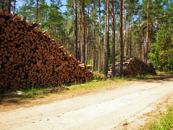 Logs na floresta — Fotografia de Stock