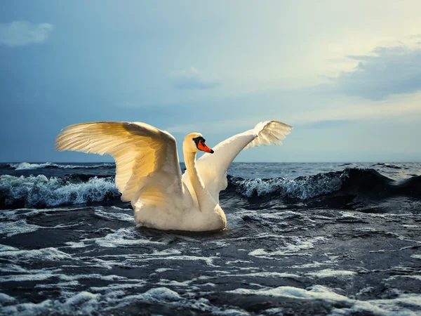 Swan at sea — Stock Photo, Image