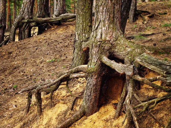 Las raíces — Foto de Stock