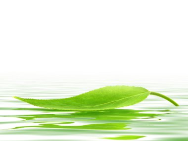 Leaf at water clipart