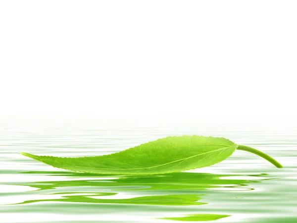 Leaf at water — Stock Photo, Image