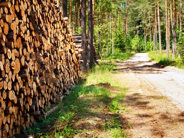 Logs na floresta — Fotografia de Stock