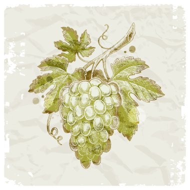 Grunge hand drawn grapes on vintage paper background clipart