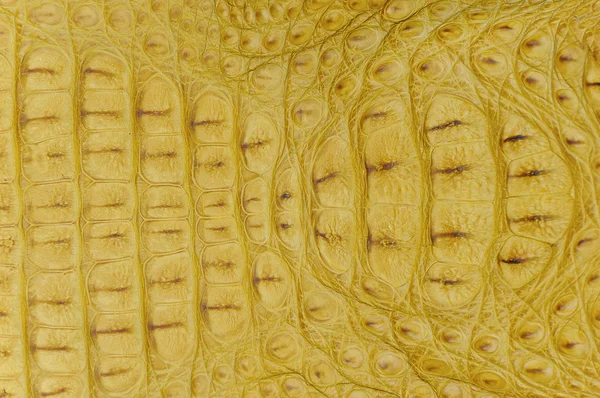 Текстури шкіри крокодила — стокове фото