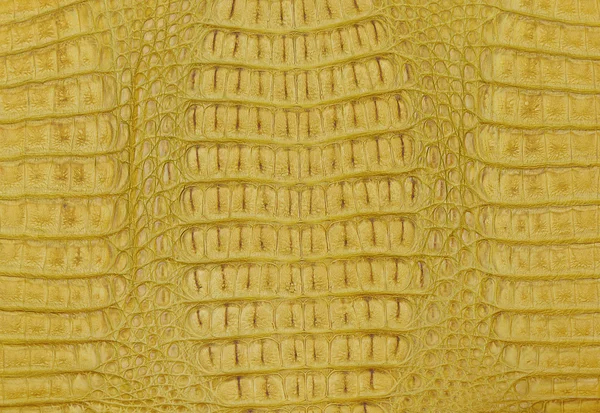 Textura da pele de crocodilo — Fotografia de Stock