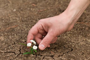 Plant in the sandy desert clipart