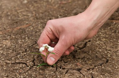 Plant in the sandy desert . clipart