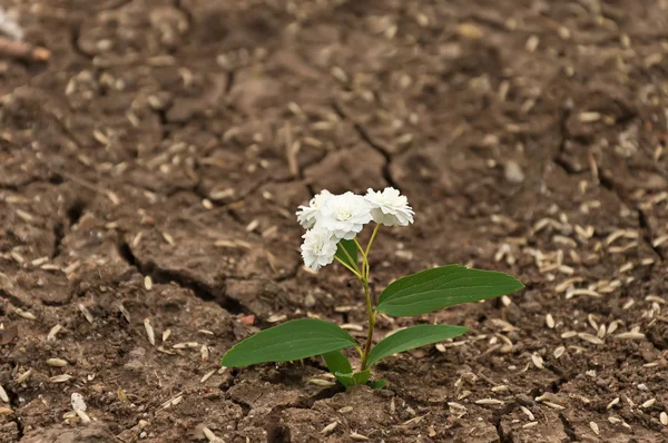 Pattern of dry land with a white flower — Stock Photo, Image