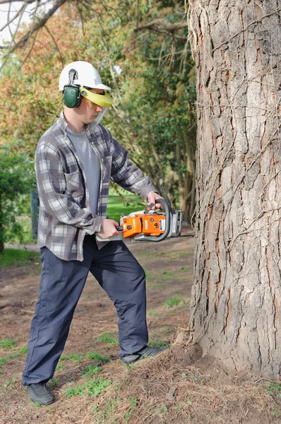 Man cutting log into sections with chainsaw Stock Image