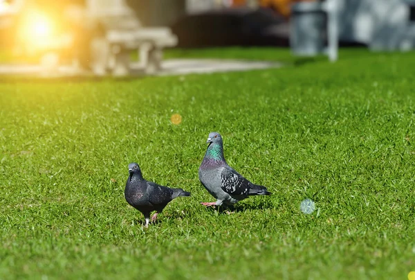 Image of two outdoor pigeons — Stock Photo, Image