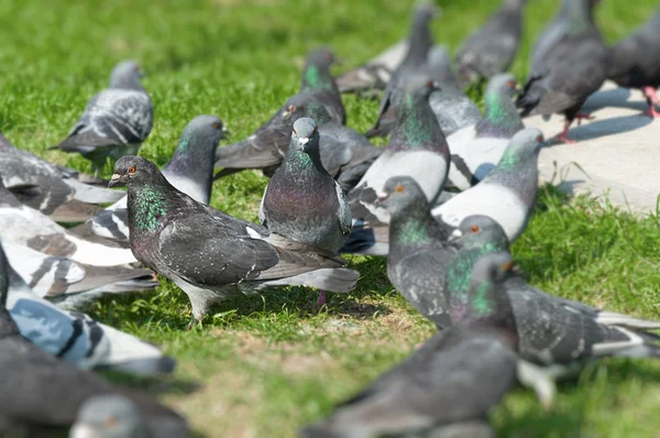 Outdoor pigeons — Stock Photo, Image