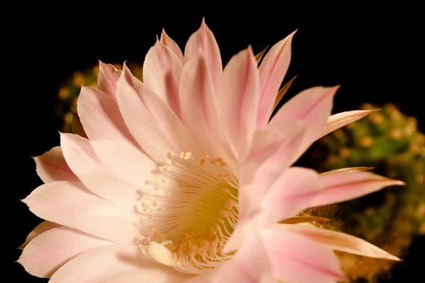 El medio de una flor de un cactus — Foto de Stock