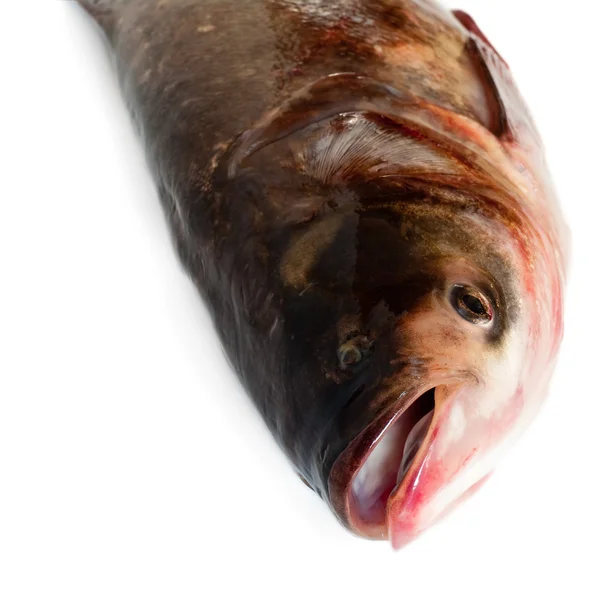 Frischer Fisch — Stockfoto