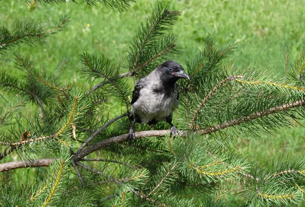 Corbeau sur une branche — Photo