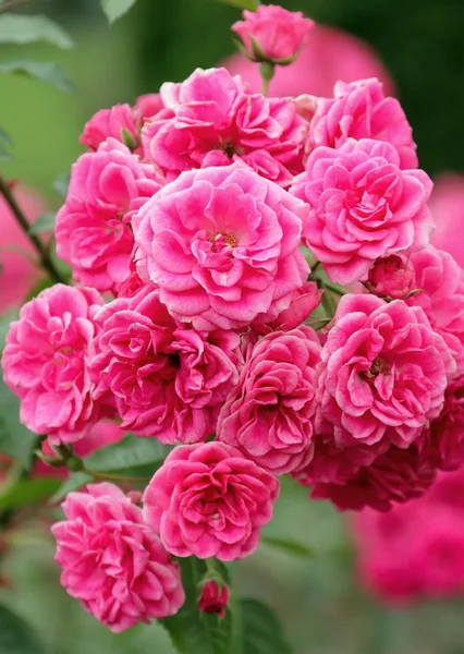 Blooming floribunda — Stock Photo, Image