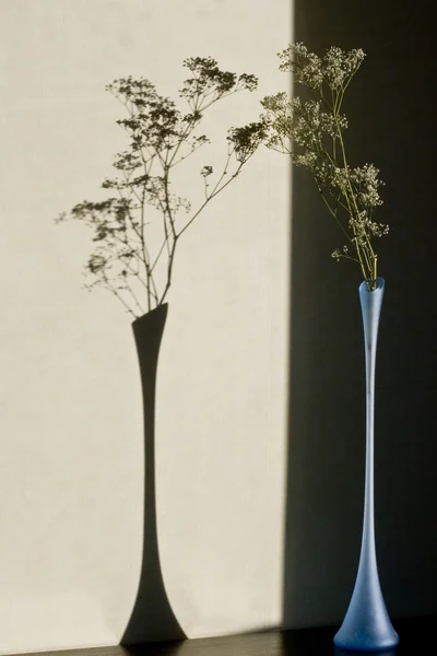 Gypsophila bungeana in glass vase — Stock Photo, Image