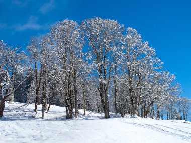 Alpleri'nde kış