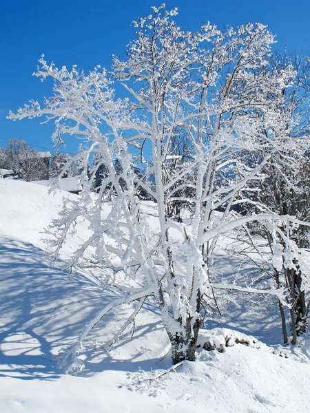 Χειμώνα στις Άλπεις — Φωτογραφία Αρχείου