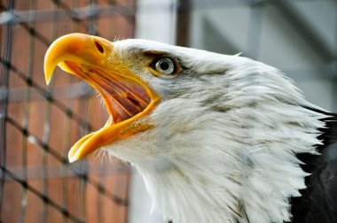 cırtlak kartal