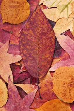 Colorful autumn leafs clipart