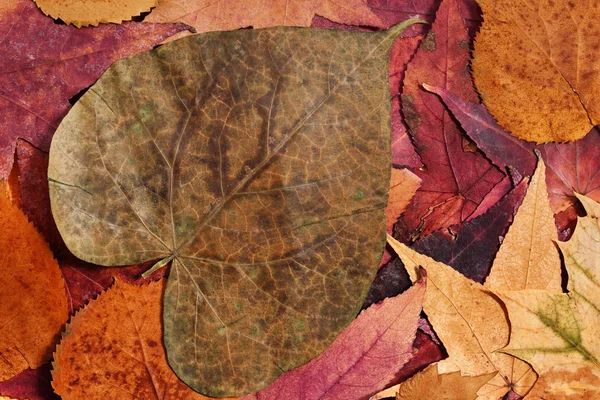 カラフルな秋を葉します。 — ストック写真