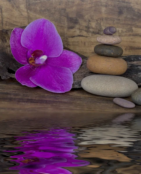 Orchid and pebble — Stock Photo, Image