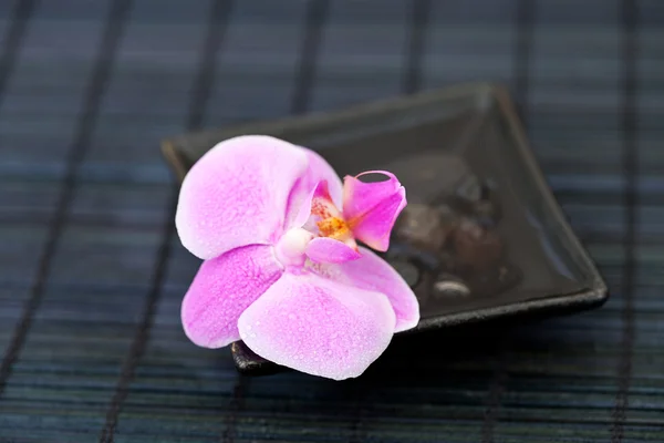 Orchid asia style — Stock Photo, Image