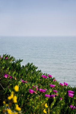 Deniz önünde çiçek