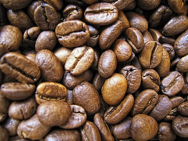 Kaffeepflanzen — Stockfoto