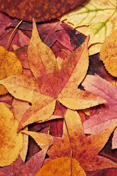 Colorful autumn leafs — Stock Photo, Image