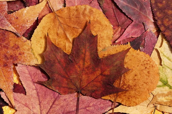 カラフルな秋を葉します。 — ストック写真